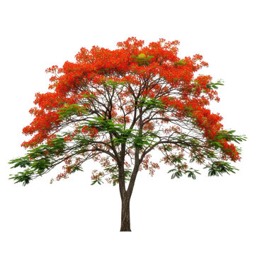 Beautiful royal poinciana tree with vibrant red flowers and green leaves isolated on transparent background