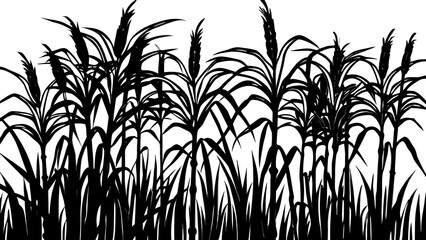 Obraz premium Black silhouette of tall grasses and reeds against a white background