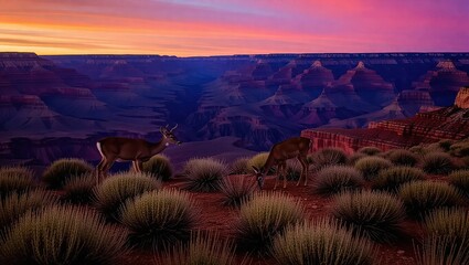 Deer at Grand Canyon National Park at Sunset.