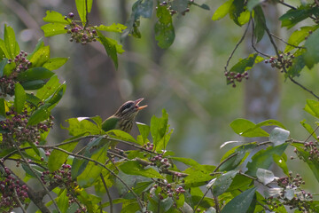 White-cheeked  Barbet in a Berry tree.