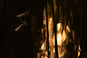 Bluetail damselflies resting on reeds near a lagoon at dusk