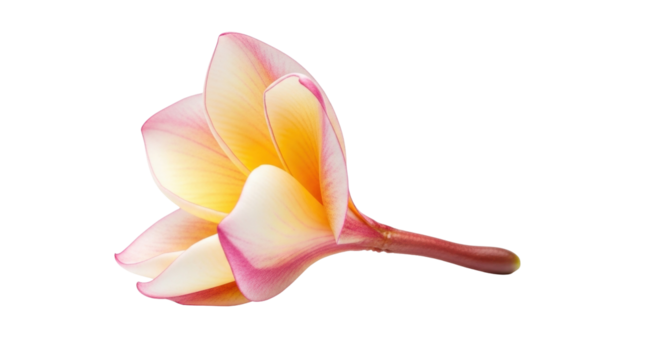 Isolated exotic flower closeup, delicate plumeria blossom for botanical design or wallpaper - Powered by Adobe