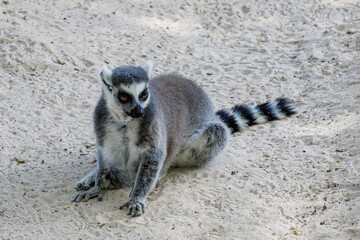 Fototapeta premium portrait of a ring-tailed lemur 