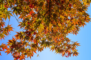 Leuchtender Ahornbaum im Herbst
