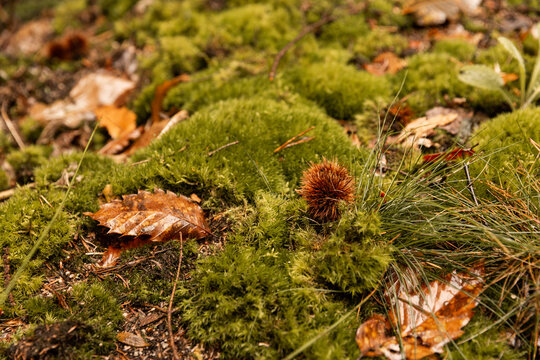 Sol de sous-bois en gros plan, mousse verte et ch&acirc;taigne avec feuilles brunes dans la for&ecirc;t, couleurs aux tons d'automne