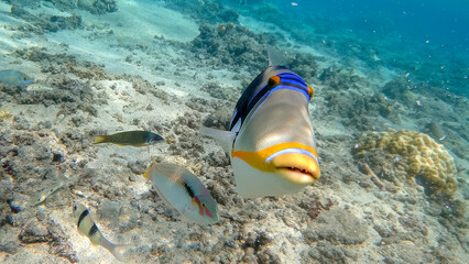 Colorful tropical fish swimming over coral reef lagoon