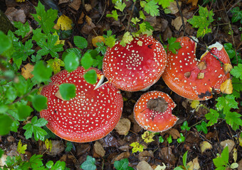 Aufsicht auf Fliegenpilz Gruppe im Wald Oktober