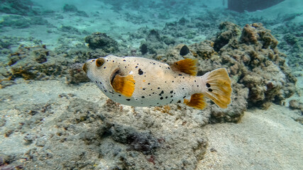 Spotted pufferfish swimming over coral reef bottom © SzymczakRadekPhoto