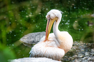 Close-up of a pelican (France)