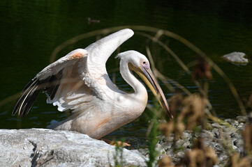 L'envol du p&eacute;lican