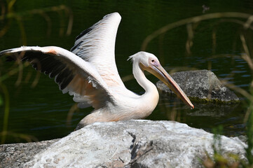 The pelican takes flight (France)