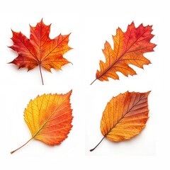 Fototapeta premium Collection of four vibrant autumn leaves isolated on white background.