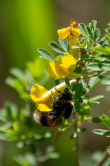 bumblebee on yellow flower