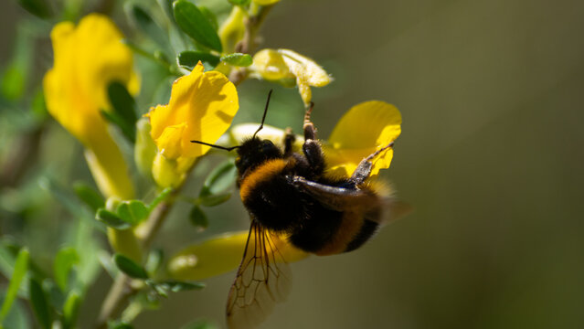 bumblebee on yellow flower