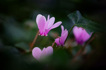 Bouquet of cyclamen in an undergrowth
