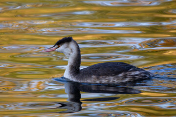 Great Crested Grebe Swimming in Autumn Reflections