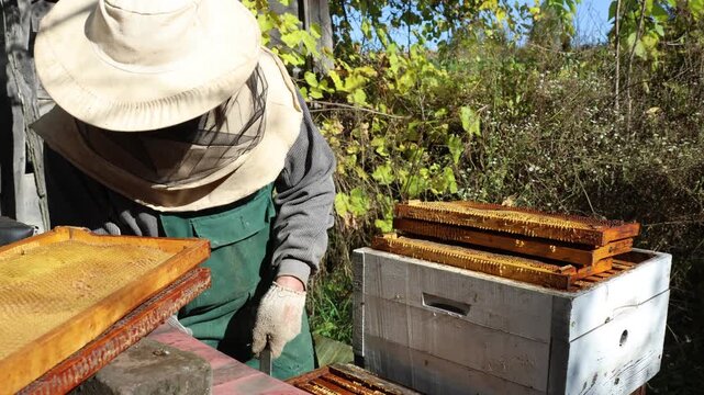 Beekeeper wearing protective gear delicately inspects honeycombs in the apiary on a sunny day, checking honey quality and bee health to ensure a thriving, sustainable colony operation.