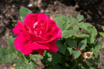 Magenta Hybrid Tea Rose (Rosa hybrida) Blooming on Plant