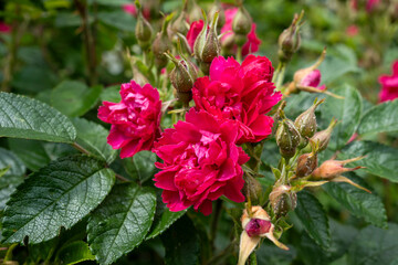 Deep Pink Cluster Rose (Rosa polyantha) with Buds in Garden
