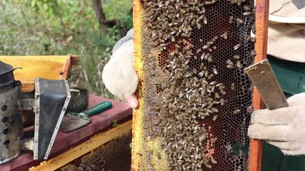 Beekeeper meticulously inspecting a honey frame from hive, assessing bee health and honey production, honeycomb examination, apiculture techniques, hive maintenance