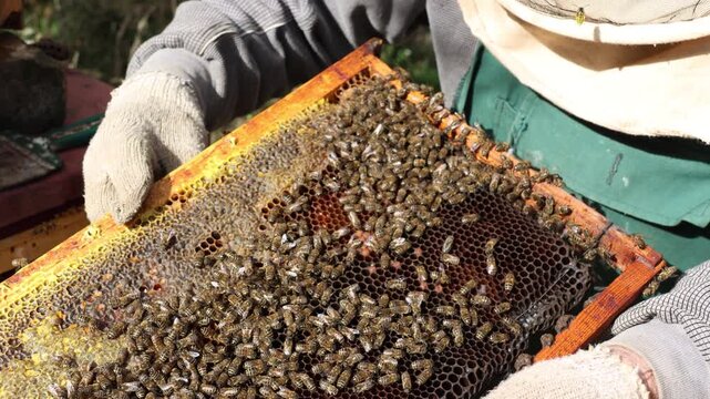A beekeeper carefully examines a honeycomb teeming with bees, evaluating the honey production and overall health of the colony on a sunny day at the apiary, using tools and protective gear