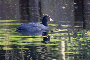 Coot swimming on calm pond with green reflections