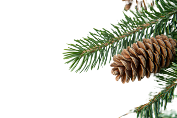 Close-up of lush green fir tree branch with pine cone for nature and holiday design