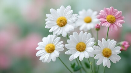 Fototapeta premium Beautiful arrangement of white daisies with pink accents against a soft blurred background, showcasing the delicate beauty of nature in bloom.