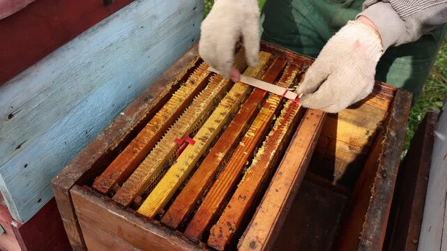 A beekeeper in gloves checks a beehive with wooden honeycomb frames, ensuring honey production and bee health in outdoor beekeeping setting, under sunlight.