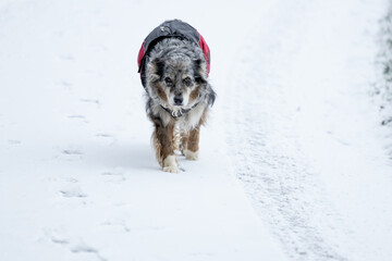 ein alter betagter grey merle Australian Shepherd Hund bei Spaziergang im Schnee mit Mantel in grau rot