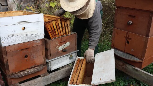 A beekeeper in protective clothing inspects frames at the apiary in autumn, wears a beekeeping hat for work in the hive in the garden on a wooden platform near a wooden old house.