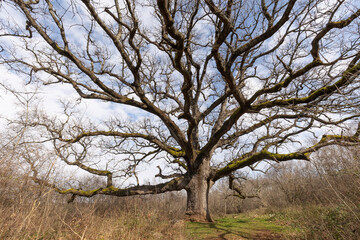 A large oak tree with its long arms