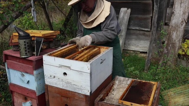Dedicated beekeeper in protective suit examining beehives, cautiously returning honeycomb frame to hive, engaged in beekeeping in apiary, supporting tradition, honey harvest.
