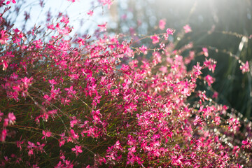 Gaura pink flowers blooming, garden design, gaur lindheimeri or whirling butterflies in Mediterranean garden, in dew drops, morning sun, romantic country cottage garden, closeup 