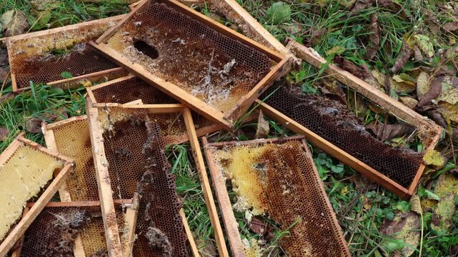 View of abandoned old honey bee frames with honeycomb fallen on the grass, symbolizing colony collapse and abandonment, highlighting the challenges in beekeeping and ecosystem health.