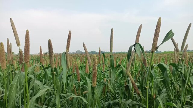 Ripped Bajara (millet) crop field with blue sky hd pearl millet