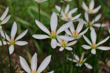 ゼフィランサス属タマスダレの花