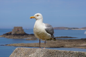 Goéland à Saint Malo