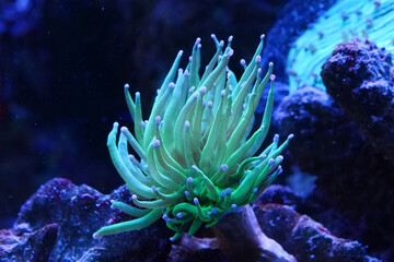 Green underwater plant in big aquarium