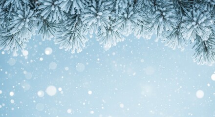 Snow-Covered Pine Branches on Wintery Background