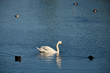 Fototapeta premium White swan swimming on blue lake water with other birds