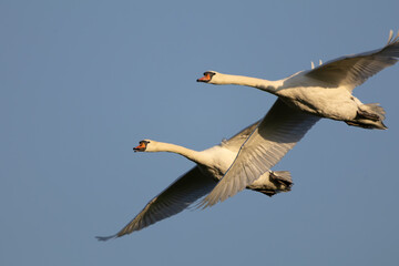 Pair of Swans in Graceful Flight Against Blue Sky