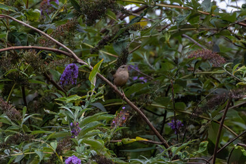Eurasian Wren Perched on a Branch in Dense Foliage
