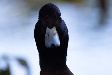 close up of a mallard duck