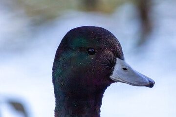 close up of a mallard duck
