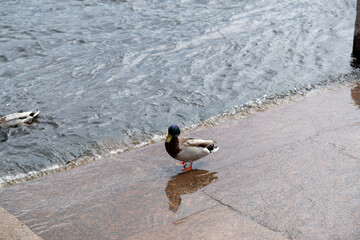 duck on the river embankment