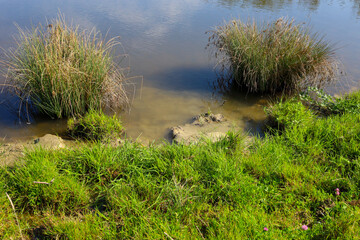 Two clumps of reeds grow on the bank of a muddy body of water, surrounded by bright green grass. This natural environment showcases the contrast between aquatic vegetation and coastal greenery under b