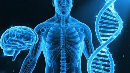 Human Anatomy Brain DNA And Skeleton Representation Illustration Science Blue Colors And Healthcare Concept Biology And - Powered by Adobe