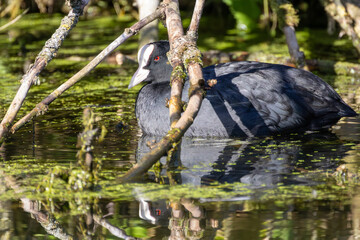Elegant Coot Navigating Through Green Pond Branches