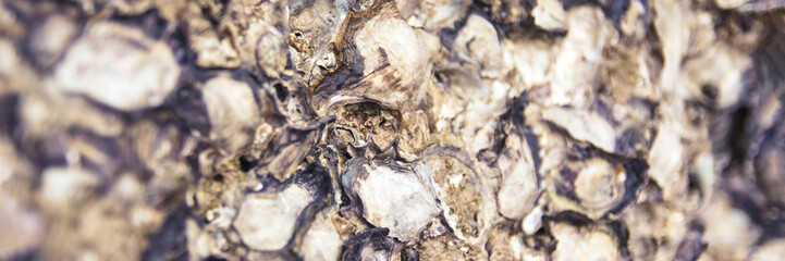 Close-up texture of oyster shells highlighting natural patterns and colors.